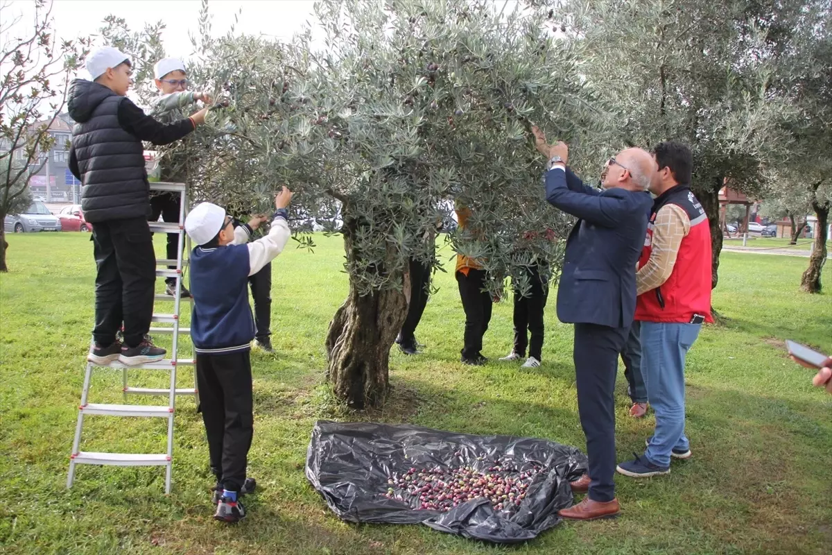 ogrenciler zeytin hasadi yapti 6d1tAvjd.jpg